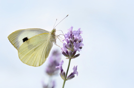 Sommergast auf Lavendel/12969748