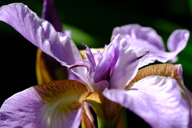Iris/12970001