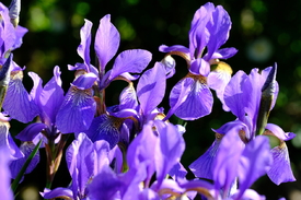 Iris/12970006
