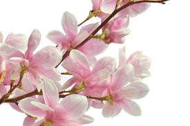 Magnolienblüten/12970246