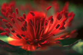 Mohnblume/12971526