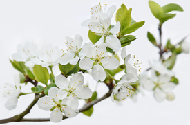 Frühling/12971657