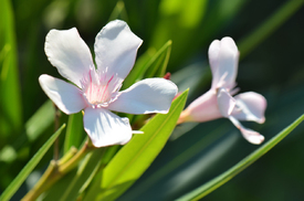 Oleander/12971805