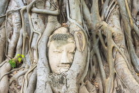 Der Baum als Hüter des Buddha/12972073