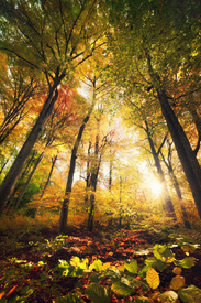 Farbenprächtiger Herbstwald mit Sonne/12972090