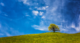 Sommerwiese/11494250