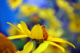 Blume/11573078