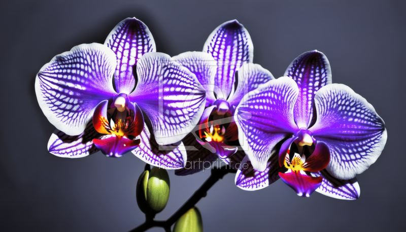 frei wählbarer Bildausschnitt für Ihr Bild auf Fensterfolie