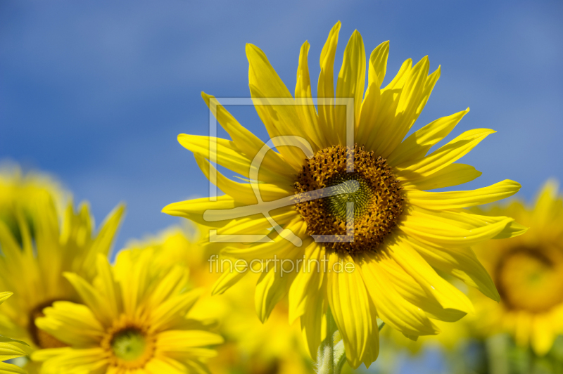 frei wählbarer Bildausschnitt für Ihr Bild auf Fensterfolie