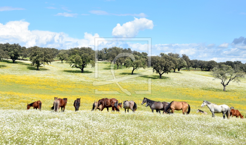 frei wählbarer Bildausschnitt für Ihr Bild auf Fensterfolie