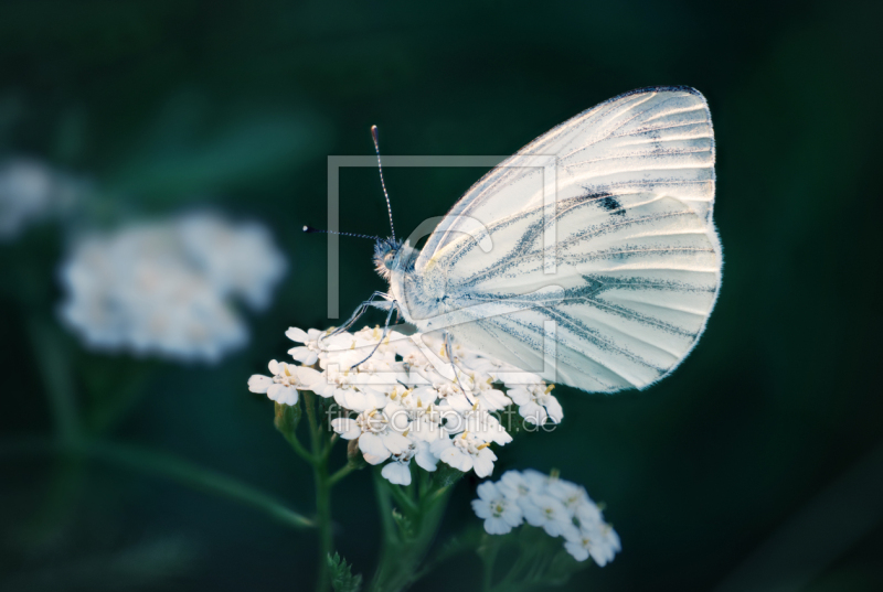 frei wählbarer Bildausschnitt für Ihr Bild auf Fensterfolie