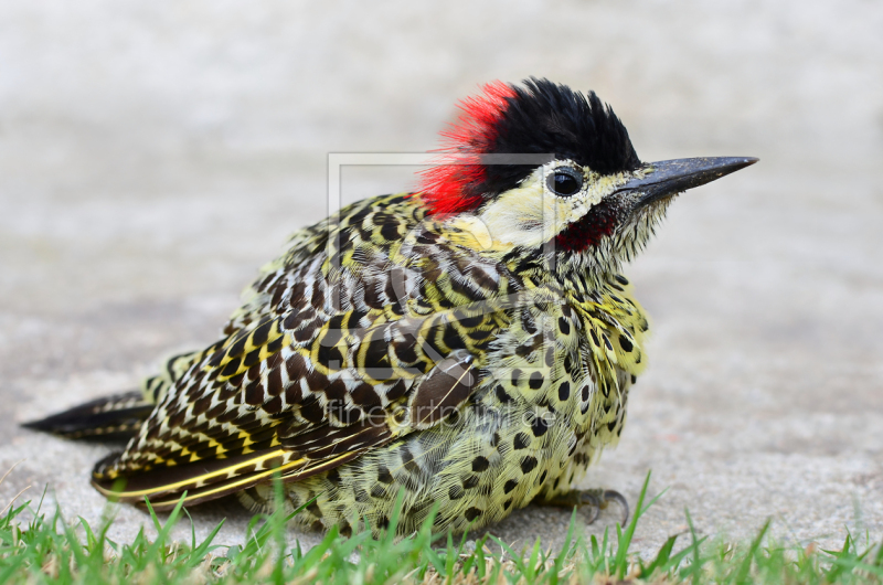 frei w&auml;hlbarer Bildausschnitt f&uuml;r Ihr Bild auf Glas-Schneidebrett