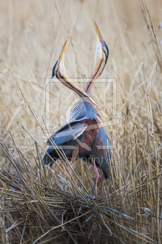 frei wählbarer Bildausschnitt für Ihr Bild auf Grußkarte