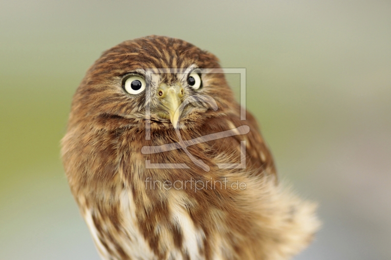 frei wählbarer Bildausschnitt für Ihr Bild auf Kissen