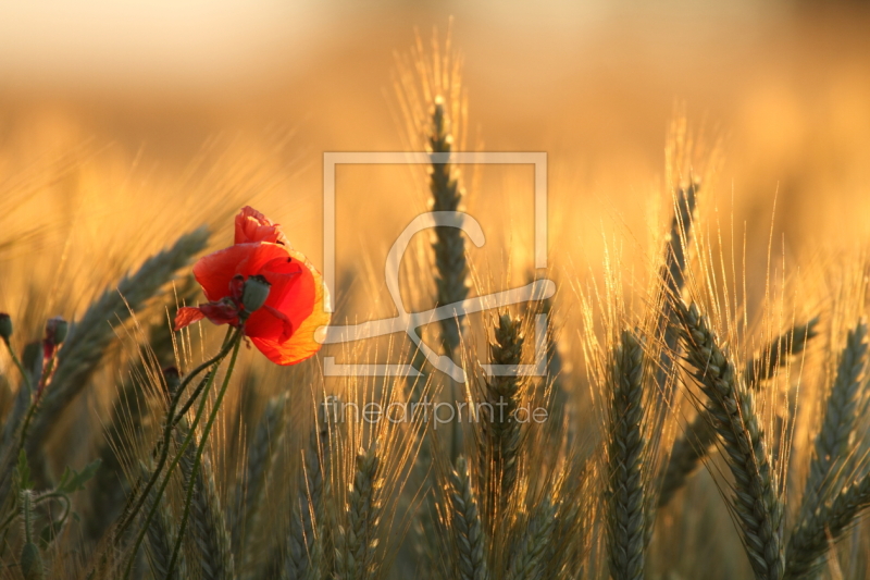 frei w&auml;hlbarer Bildausschnitt f&uuml;r Ihr Bild auf Kissen