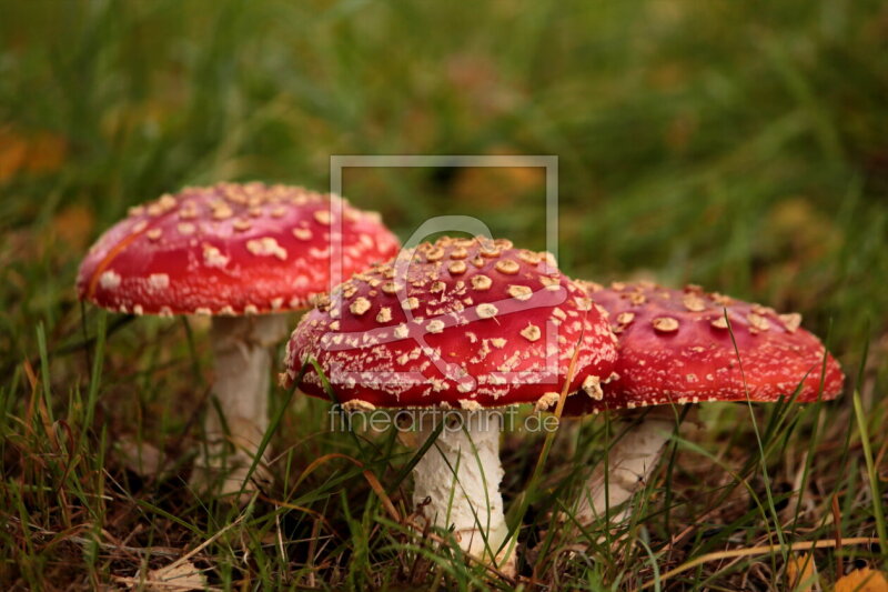 frei w&auml;hlbarer Bildausschnitt f&uuml;r Ihr Bild auf Kissen