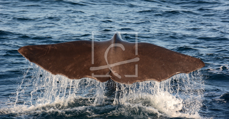 frei wählbarer Bildausschnitt für Ihr Bild auf Kissen