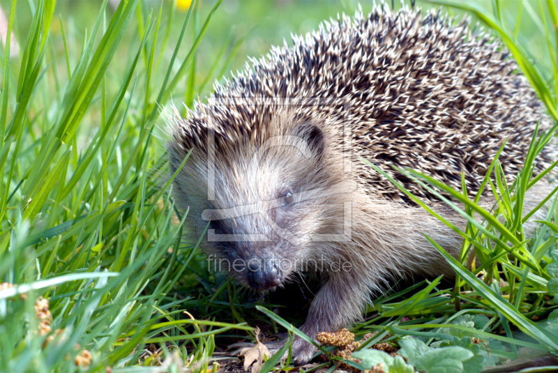 frei wählbarer Bildausschnitt für Ihr Bild auf Kissen