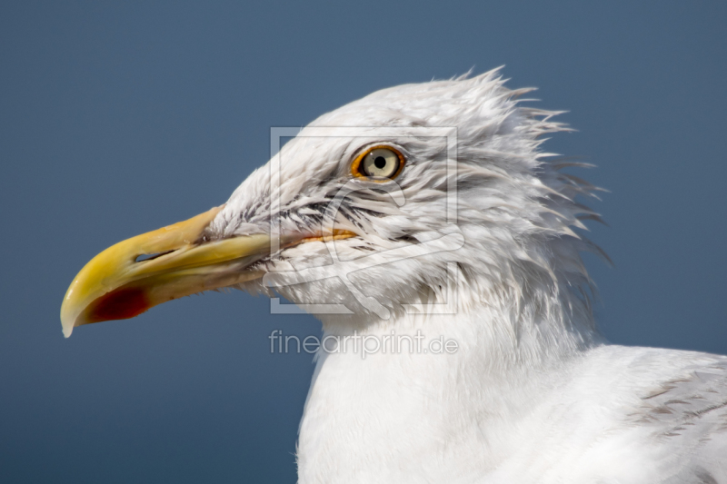 frei wählbarer Bildausschnitt für Ihr Bild auf Kissen