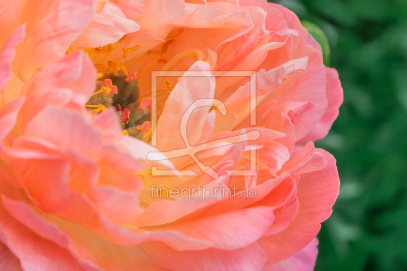 frei w&auml;hlbarer Bildausschnitt f&uuml;r Ihr Bild auf Kissen