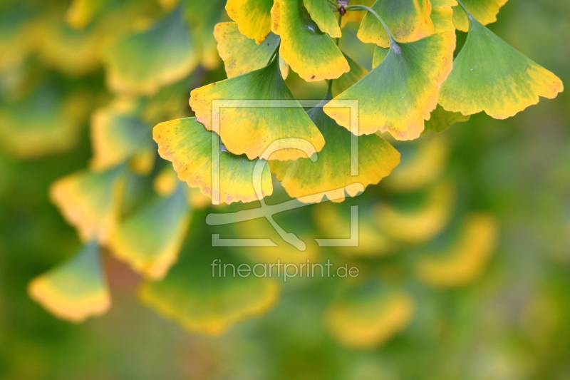 frei wählbarer Bildausschnitt für Ihr Bild auf Kissen