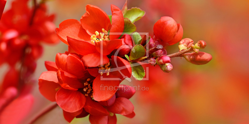 frei wählbarer Bildausschnitt für Ihr Bild auf Kissen