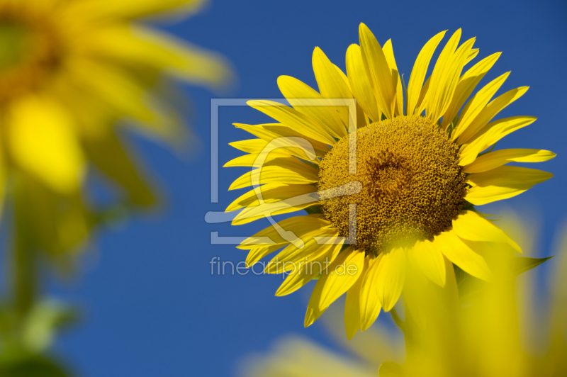 frei w&auml;hlbarer Bildausschnitt f&uuml;r Ihr Bild auf Kissen
