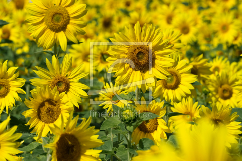 frei w&auml;hlbarer Bildausschnitt f&uuml;r Ihr Bild auf Kissen