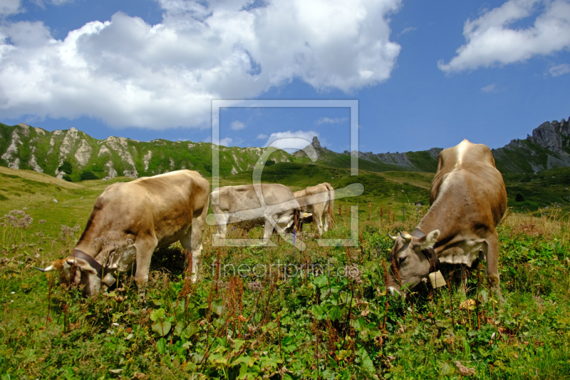 frei w&auml;hlbarer Bildausschnitt f&uuml;r Ihr Bild auf Kissen
