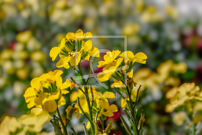 frei wählbarer Bildausschnitt für Ihr Bild auf Label