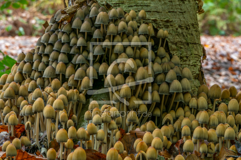 frei w&auml;hlbarer Bildausschnitt f&uuml;r Ihr Bild auf Label