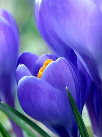 Iridaceae - 10016259 /leinwand/bigthumb/10016259.jpg