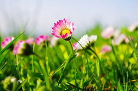 Blumenwiese - 10041343 /leinwand/bigthumb/10041343.jpg
