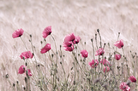 Rosa Mohn - 10107640 /leinwand/bigthumb/10107640.jpg