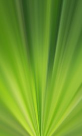 green - 10480912 /leinwand/bigthumb/10480912.jpg