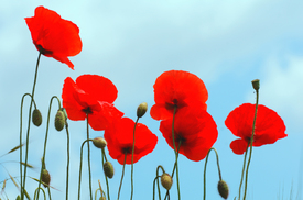 Himmels Mohn - 10539857 /leinwand/bigthumb/10539857.jpg