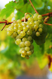 Weißwein Trauben - 10703371 /leinwand/bigthumb/10703371.jpg