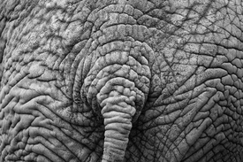 Afrikanischer Elefanten-Hinterteil - 11125926 /leinwand/bigthumb/11125926.jpg