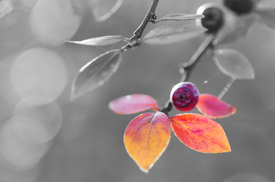 Bunte BlÀtter Natur Malerei - 11195020 /leinwand/bigthumb/11195020.jpg