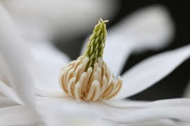 Stern-Magnolie Magnolia stellata - 11482468 /leinwand/bigthumb/11482468.jpg