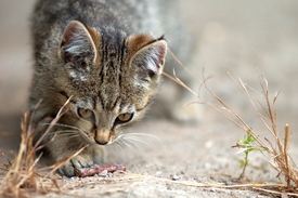 Katzenkind - 11554438 /leinwand/bigthumb/11554438.jpg