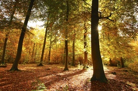 Goldener Oktober - 11605463 /leinwand/bigthumb/11605463.jpg