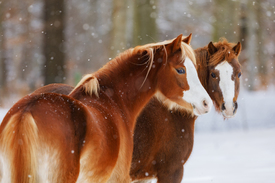 Winterzauber - 11873918 /leinwand/bigthumb/11873918.jpg