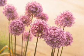 Blumen des Sommers - 12071372 /leinwand/bigthumb/12071372.jpg