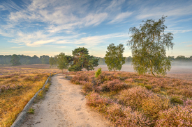 Morgensonne in der Heide - 12393975 /leinwand/bigthumb/12393975.jpg