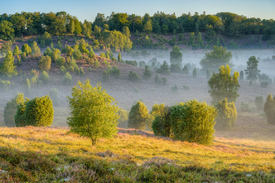 Morgens in der Lüneburger Heide - 12395314 /leinwand/bigthumb/12395314.jpg
