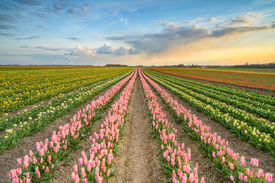 Sonnenuntergang im Tulpenfeld - 12417051 /leinwand/bigthumb/12417051.jpg