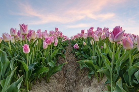Rosa Tulpen im Feld - 12420994 /leinwand/bigthumb/12420994.jpg