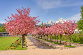 KirschblĂŒte in Berchtesgaden - 12428997 /leinwand/bigthumb/12428997.jpg