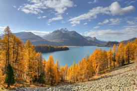 Herbsttag am Silsersee im Engadin in der Schweiz - 12644794 /leinwand/bigthumb/12644794.jpg